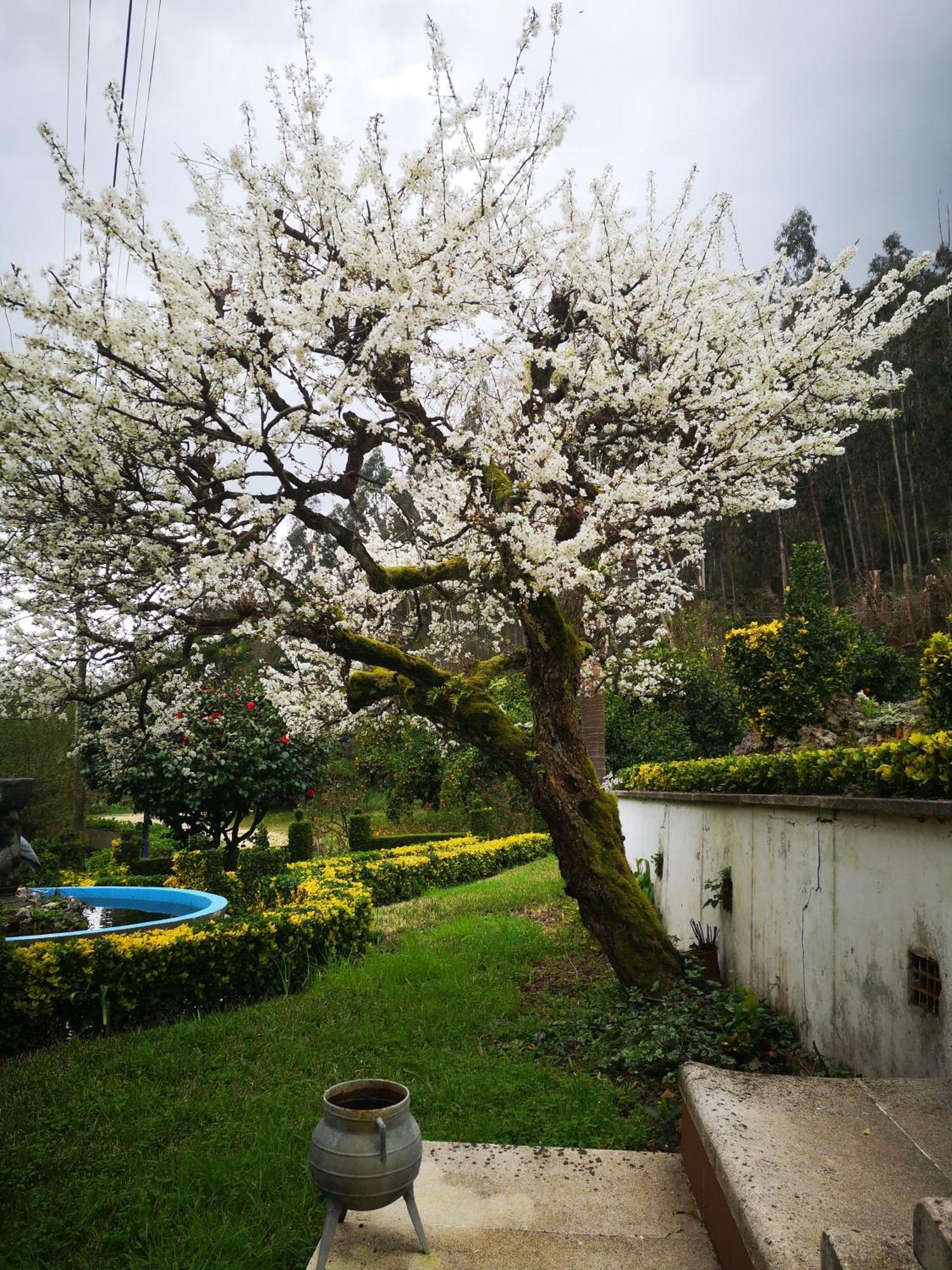 Quinta Das Aguias Авейру Екстер'єр фото
